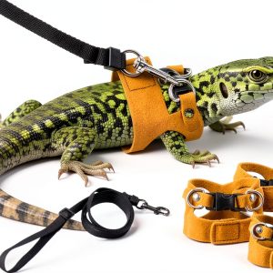 Bearded Dragon Harness and Leash by Bewudy Pet Supplies-0