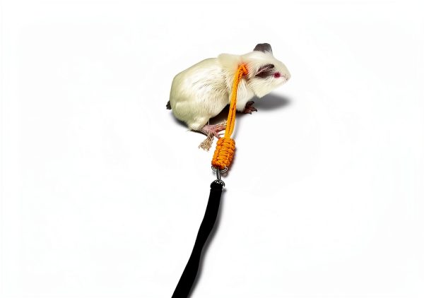 Ferret Harness by Pavo - Adjustable Pet Harness for Small-5