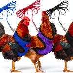 Boao Chicken Harness Nylon Adjustable Pet Vest-0