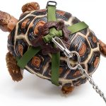 Bonaweite Turtle Harness Leash Soft Leather-0