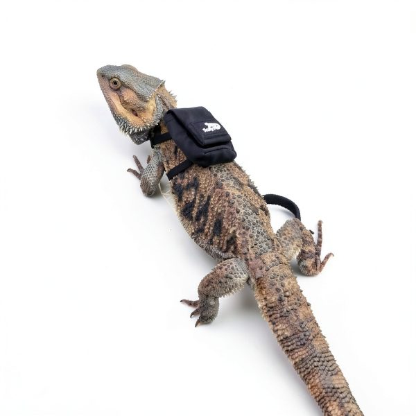 Bearded Dragon Harness Scaly Pet Pet Supplies-4